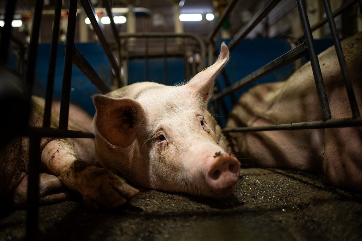 A pig in a metal gestation crate